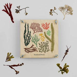 Seaweed Press Kit