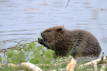 Load image into Gallery viewer, A Jar of Aigas Beaver Chips