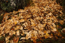 Load image into Gallery viewer, A Jar of Aigas Beaver Chips