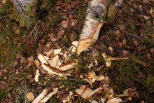 Load image into Gallery viewer, A Jar of Aigas Beaver Chips