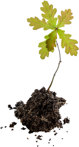 Plant a Tree at Aigas