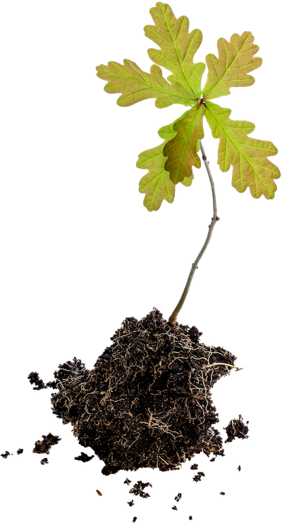 Plant a Tree at Aigas