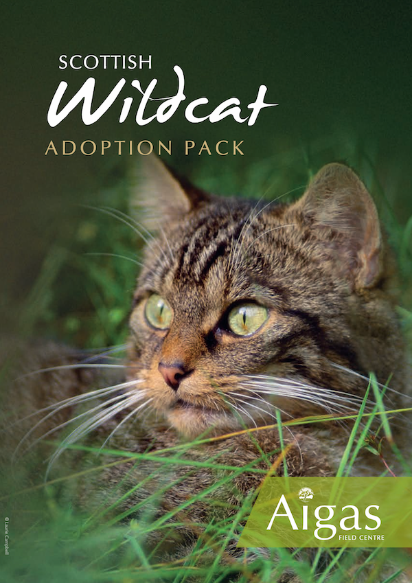 Adopt a Wildcat