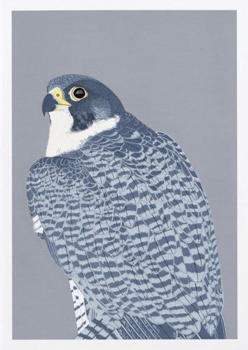 Peregrine Falcon Card